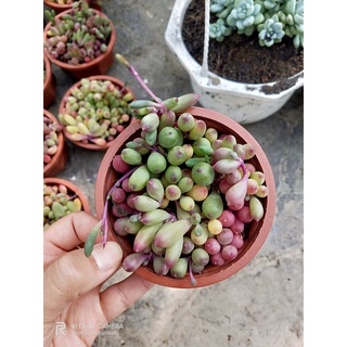 Sen Đá Giống Mới