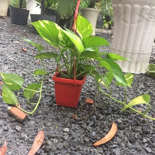 Trầu bà thái xanh treo nhỏ