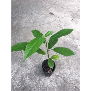 [Hỏa tốc 3h] Cây sung nếp giống