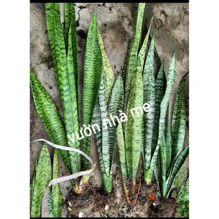 Cây lưỡi hổ xanh cao 80cm- 1 mét
