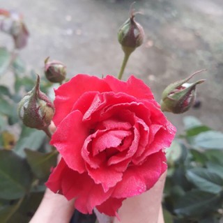 combo 3 cây hoa hồng tố nữ