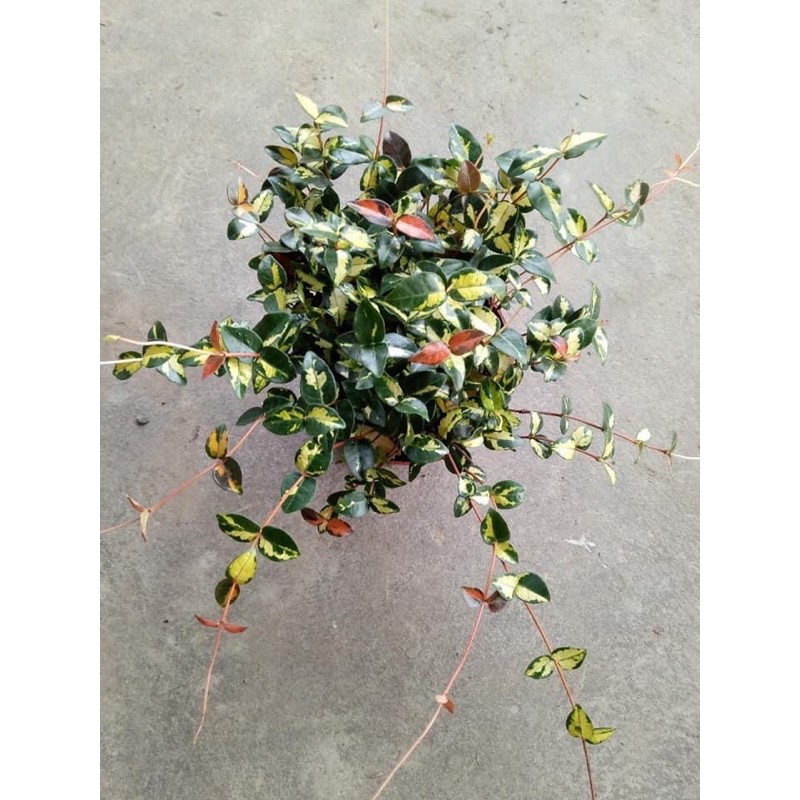 Chậu cứng thằn lằn var- thằn lằn ngũ sắc