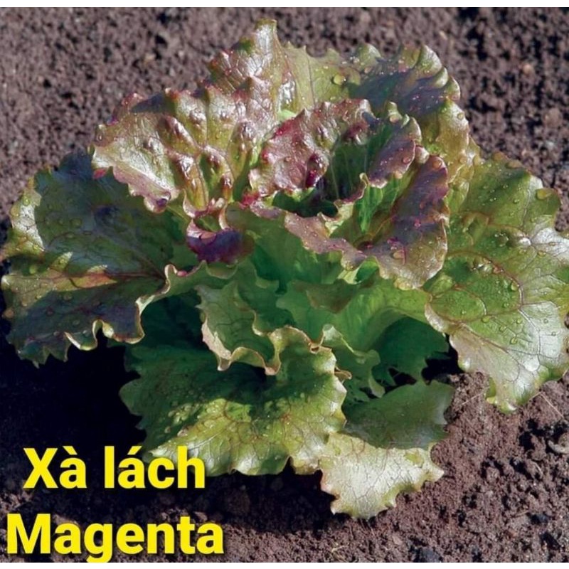 50 HẠT GIỐNG XÀ LÁCH MAGENTA CHỊU NHIỆT