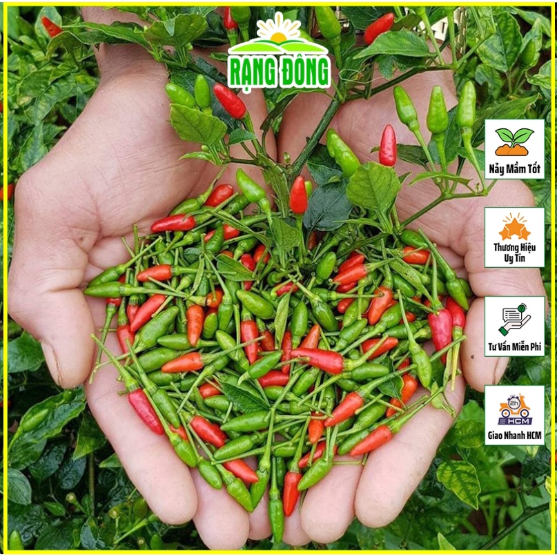 Hạt giống Ớt Xiêm Rừng Siêu Cay, Trồng Quanh Năm, Chịu Nhiệt Tốt, Trái Sai - Hạt Giống Rạng Đông