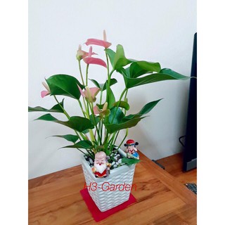 HOA HỒNG MÔN ĐỂ BÀN KÈM CHẬU SỨ