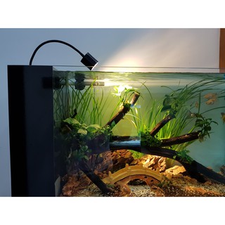 Đèn rọi bể cá biotope và thủy sinh