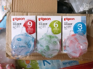 Núm ty pigeon nội địa