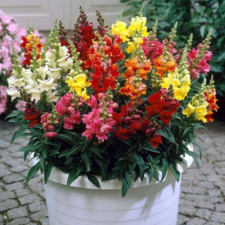 Hạt giống hoa mõm sói cao mix