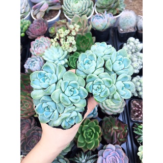 Sen Đá size bầu [ib shop gửi hình lựa ạ]
