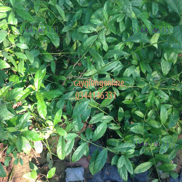 Cây sạ đen choai