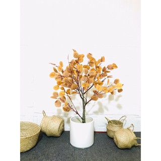 Cây bạch đàn lá vàng giả - hằng decor