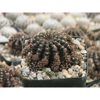 Xương rồng Black lobivia