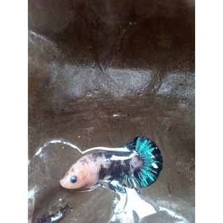 Betta FOOD thủy sinh 50g