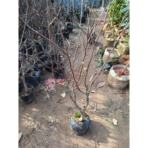 Cây mai đỏ đang nụ