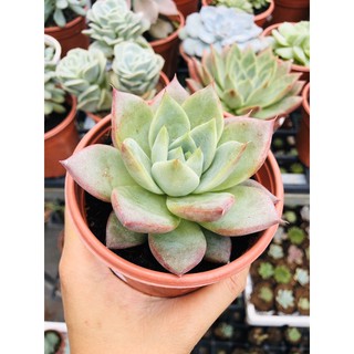 sen đá mận tím (sz 10cm)
