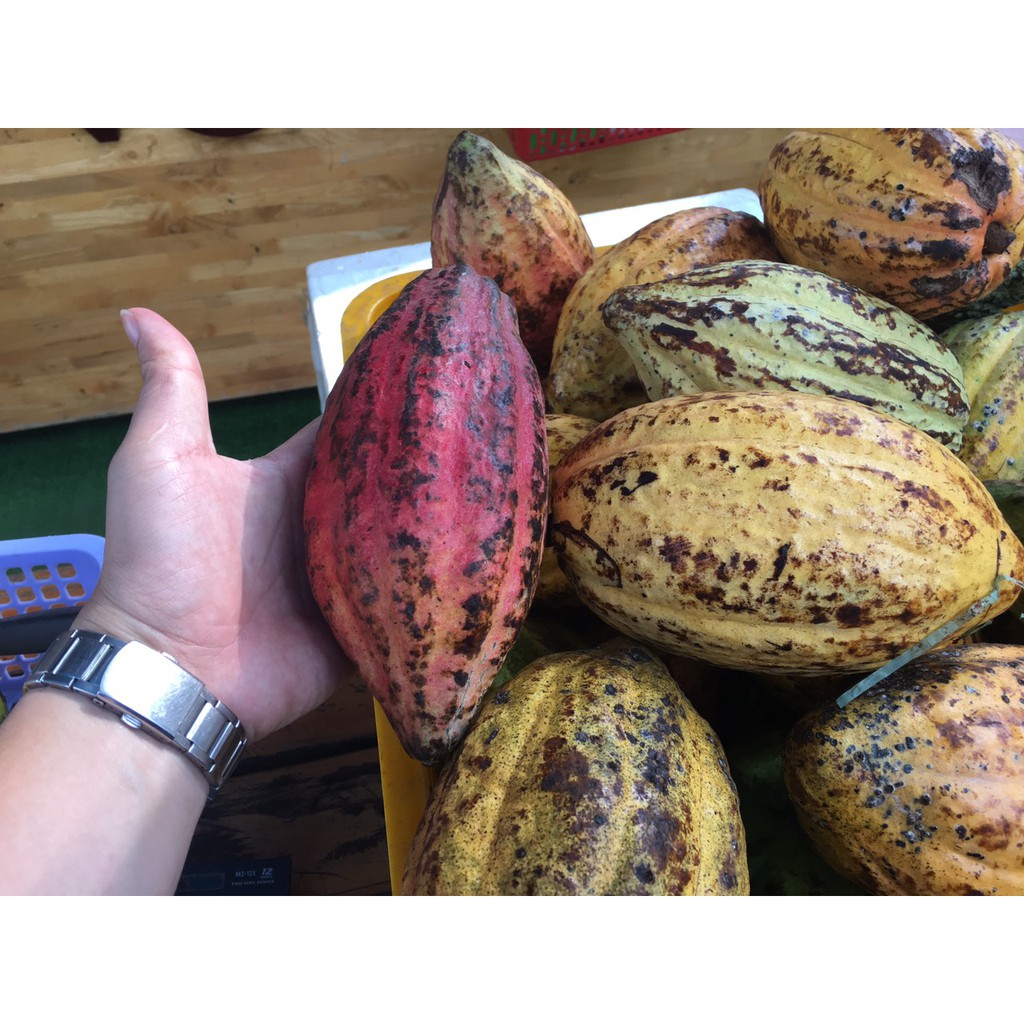 Bột cacao Bungo 3 in 1 pha sẵn tiện lợi	- Hộp 500g