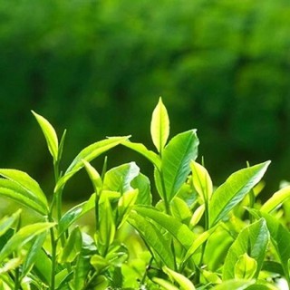 TINH DẦUTHIÊN NHIÊN NGUYÊN CHẤT 10ml
