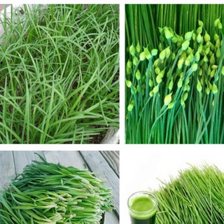 Hạt giống hẹ bông gói 5gram dễ trồng thuộc loại rau củ quả trồng quanh năm