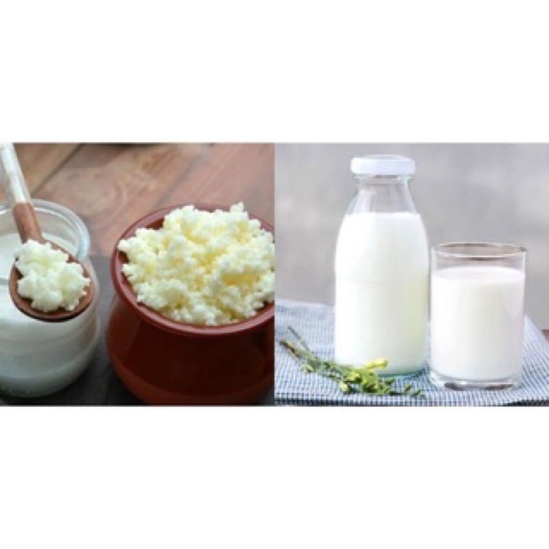 Nấm Kefir Làm Sữa Chua / Nấm Tuyết Tây Tạng và Dụng Cụ Làm Sữa Chua tại nhà