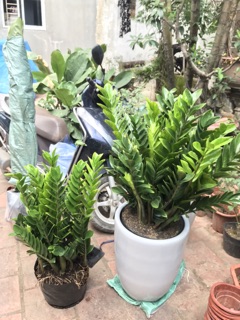 Cây kim tiền lớn phong thủy hút tài lộc