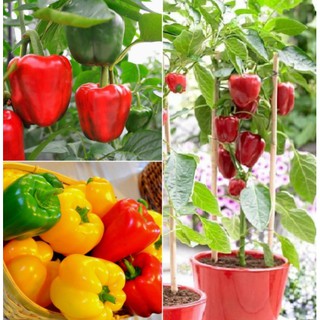 30 hạt Ớt ngọt Ớt chuông Đà lạt