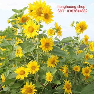 Hạt giống hoa hướng dương tháp