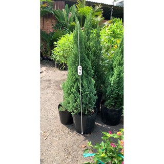 Cây Sơn Tùng (Loại lớn )80 đến 1m