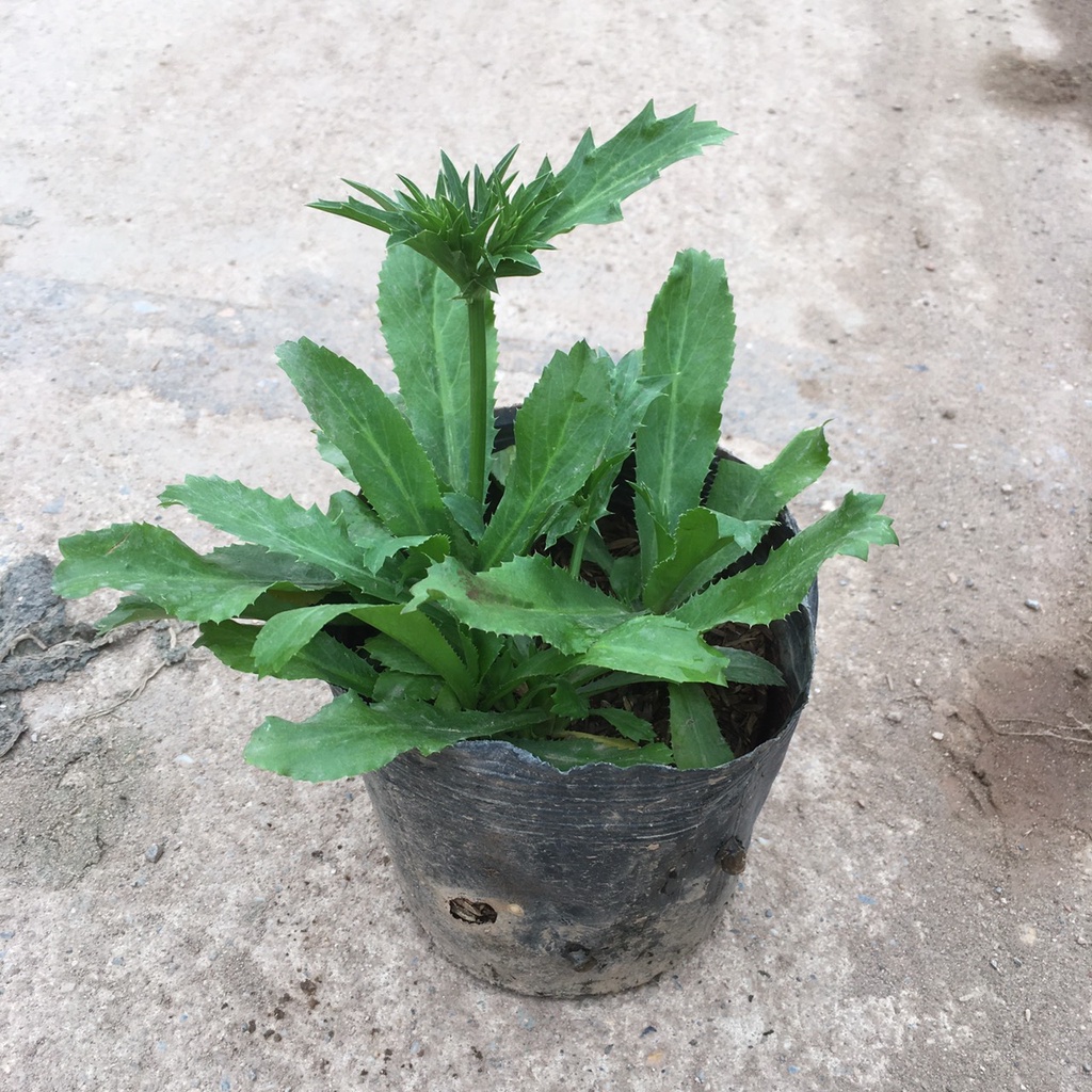 Cây Rau Mùi Tàu  Trồng Sẵn Bầu Đen