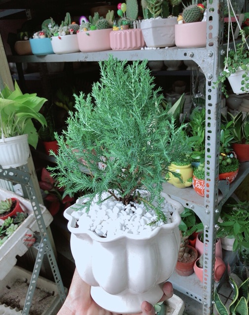 Chậu Tùng Bồng Lai