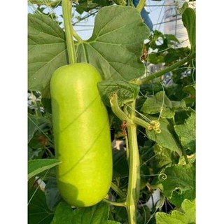 HẠT GIỐNG BẦU BỐN MÙA THÁI