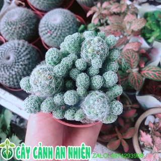 Xương Rồng Nở Hoa