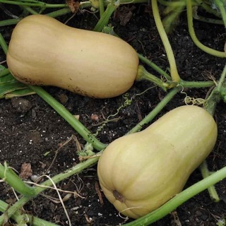 Phân bón Đạm U rê, Phân Lân, Phân Kali 500gram289