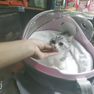 Balo trứng cho thú cưng ❤️❤️❤️