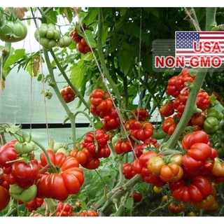 Hạt Giống Cà Chua Khổng Lồ