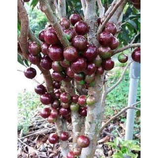 nho thân gỗ đỏ 12 vụ