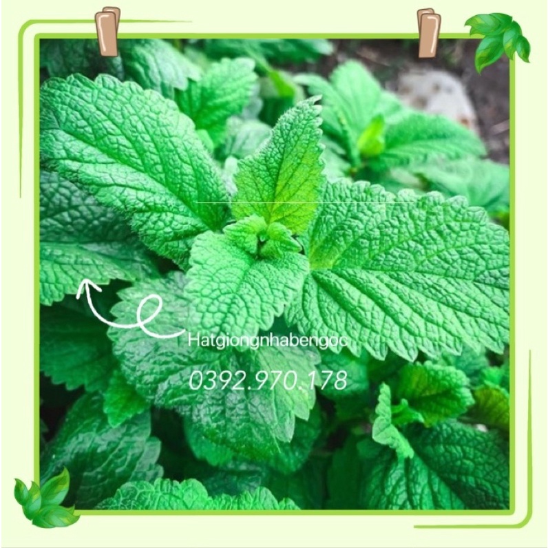 Hạt Giống Bạc Hà Chanh Sả (lemon balm) Húng Chanh