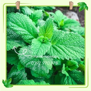 Hạt Giống Bạc Hà Chanh Sả (lemon balm) Húng Chanh