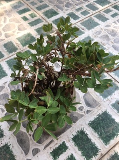 Cỏ lạc- ship hàng thứ 2