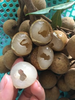 long nhãn Hưng Yên loại 1( 0,5kg)