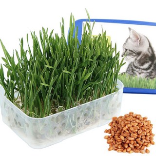 Bộ trồng cỏ tươi cho mèo
