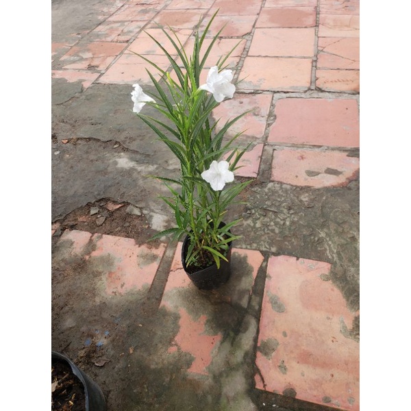 Cây  chiều trắng.chiều hồng. chiều tím