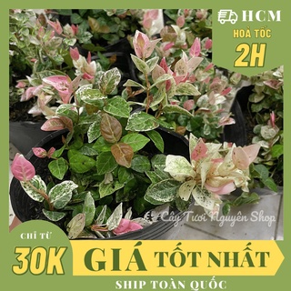 GIỐNG CÂY VẢY ỐC CẨM THẠCH ,(cao 5cm), cây giống cảnh sân vườn dễ trồng GIÁ RẺ ,trang trí nhà, Cây Tươi Nguyên