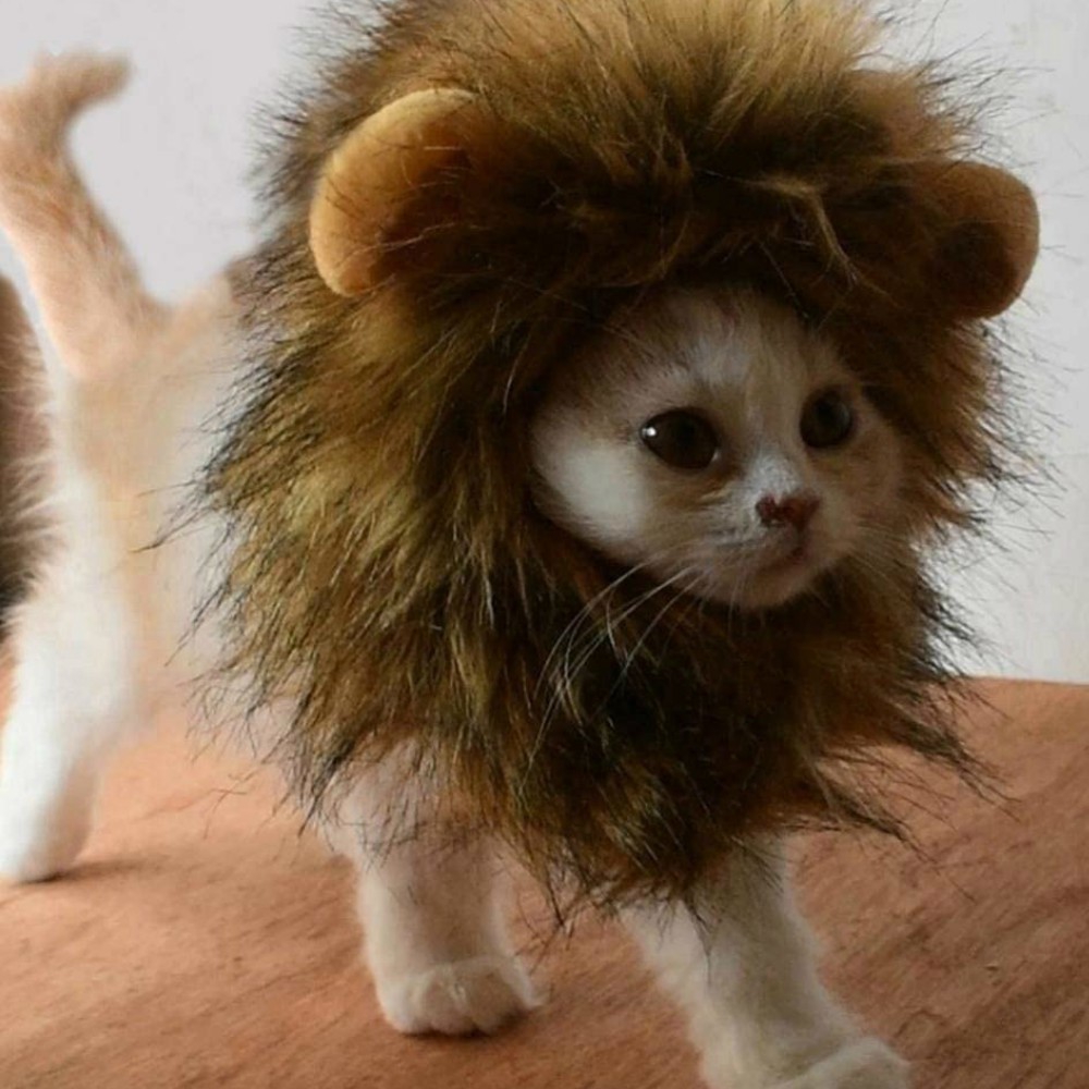 Phụ kiện thú cưng mèo mèo sư tử mũ mèo phụ kiện tóc giả mũ đội đầu mũ bảo hiểm mũ trang trí