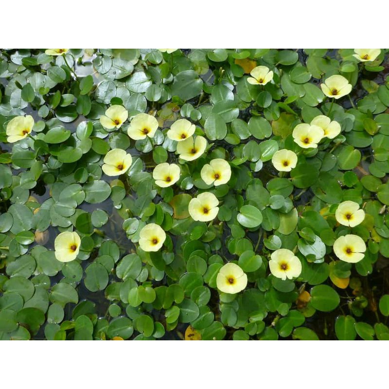 《Giá Rẻ》Thủy Quỳnh Trồng Thủy Sinh