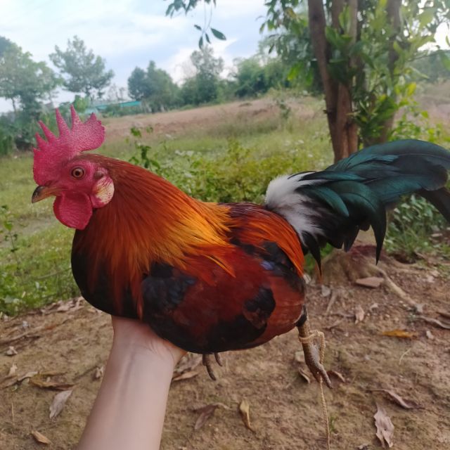 Giò Gà Ánh Nguyệt
