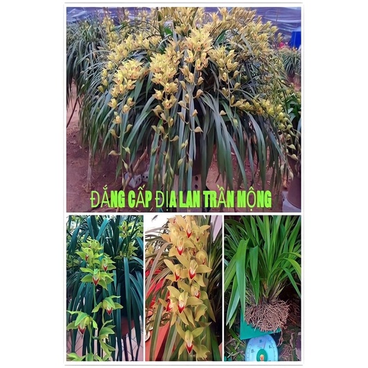 Địa Lan Trần mộng