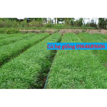 Củ hẹ giống, cây hẹ (hẹ ta)