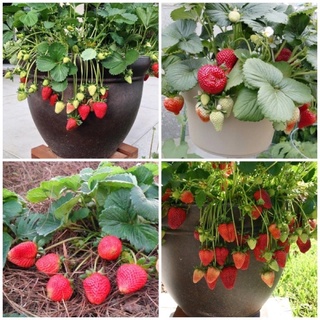 combo 2 Dâu Tây Nhật lùn siêng hoa trái cây trưởng thành-cấy mô