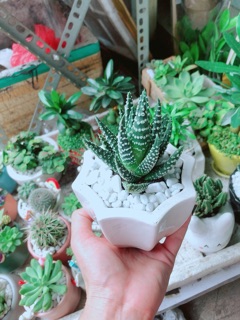 Chậu Xương Rồng Móng Rồng