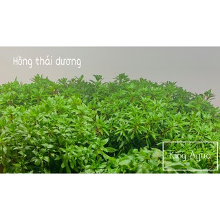 Cây thủy sinh Hồng Thái Dương (Hậu cảnh) (Chỉ ship miền Bắc và đầu miền Trung)